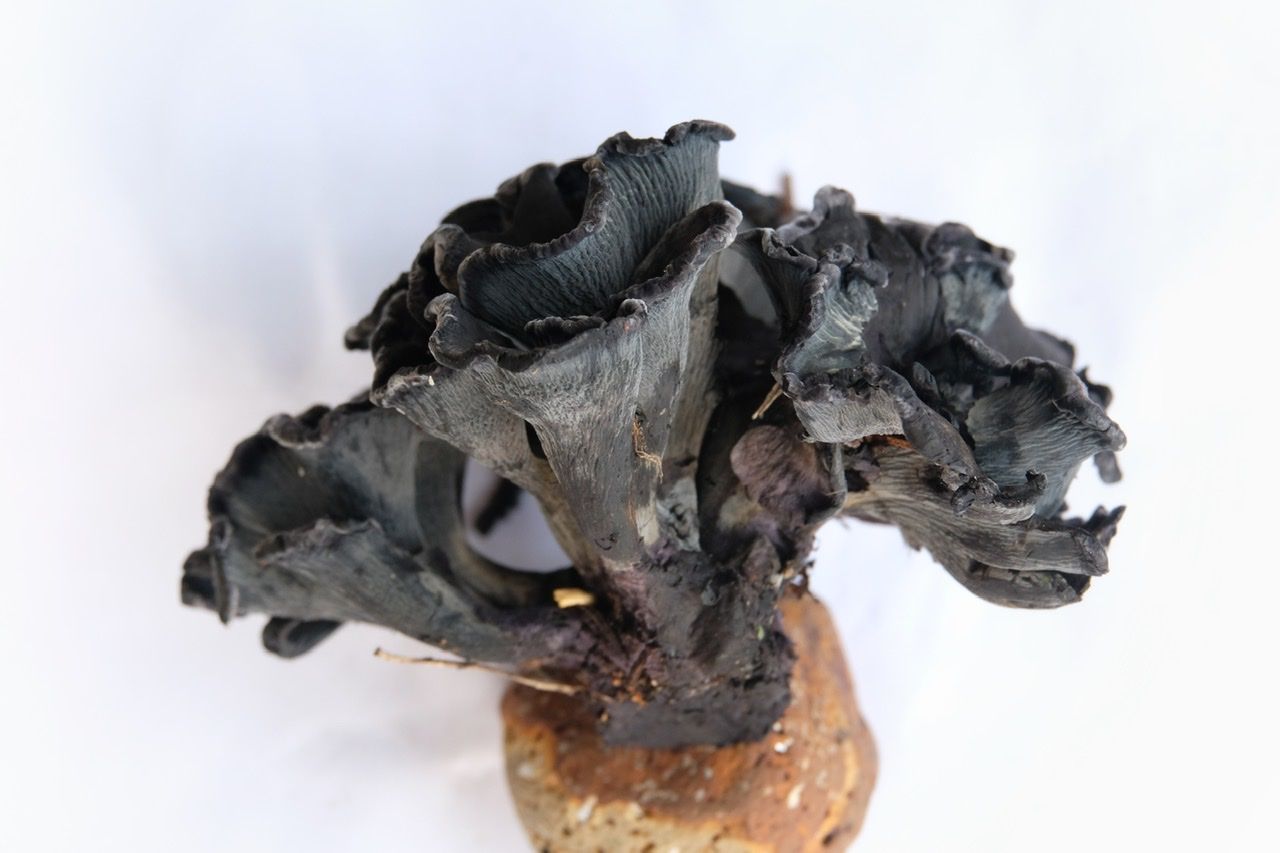 Dispatch № 12 · Forage Forage Forage Fungi Friends